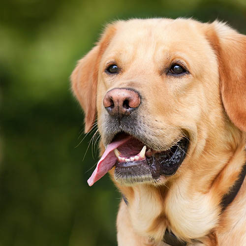  un chiot soin pharmacie Gallieni