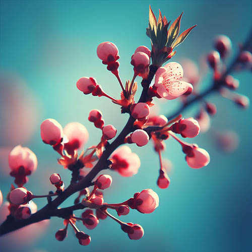 Gemmothérapie herboristerie Boulogne-Billancourt